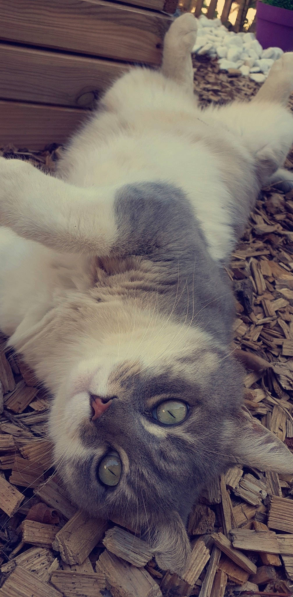 Joy participe au concours pour gagner de l'argent avec cette photo : carnivore, cat, cloud, comfort, domestic_short_haired_cat, ear, eye, fawn, felidae, fur, head, iris, nose, paw, small_to_medium_sized_cats, snout, tail, terrestrial_animal, whiskers, wrinkle