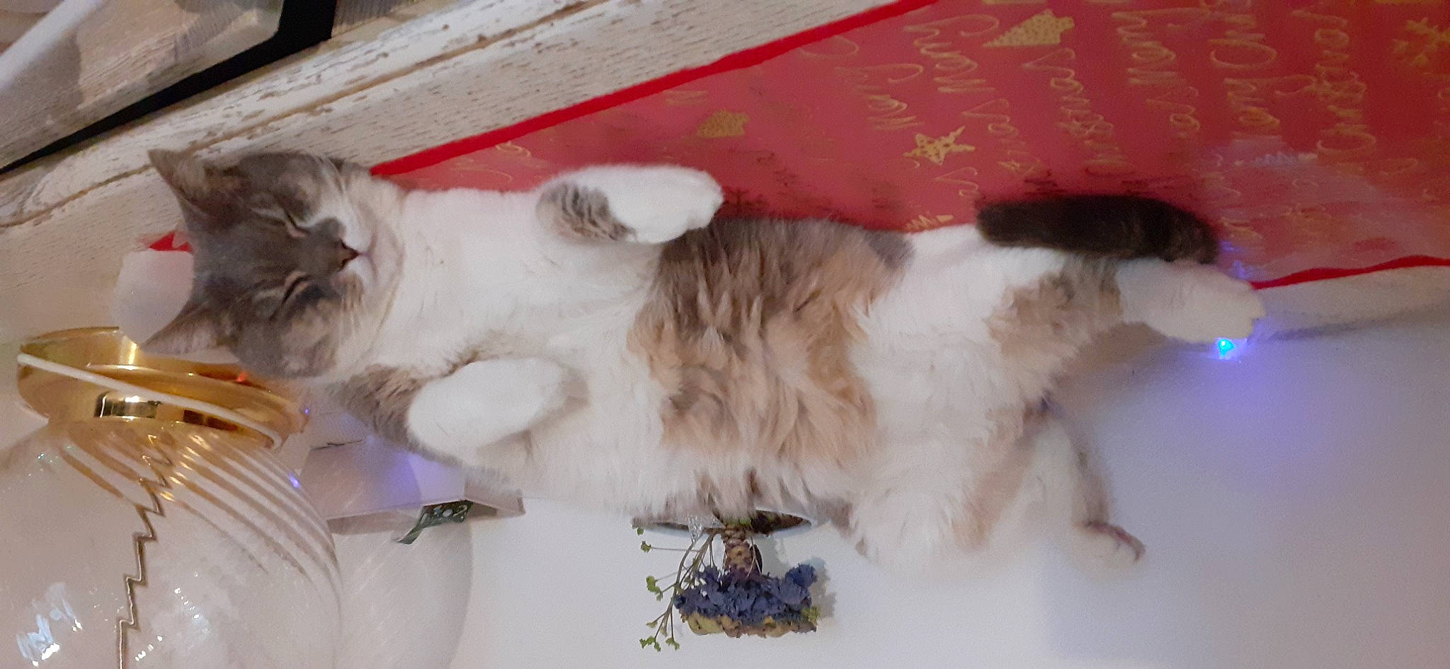 Joy a rejoint le concours — aidez-le/la à gagner de superbes lots ! art, balinese, birman, canidae, carnivore, cat, collar, comfort, companion_dog, dog_breed, fang, fawn, felidae, fur, livestock, paw, pet_supply, small_to_medium_sized_cats, tail, whiskers