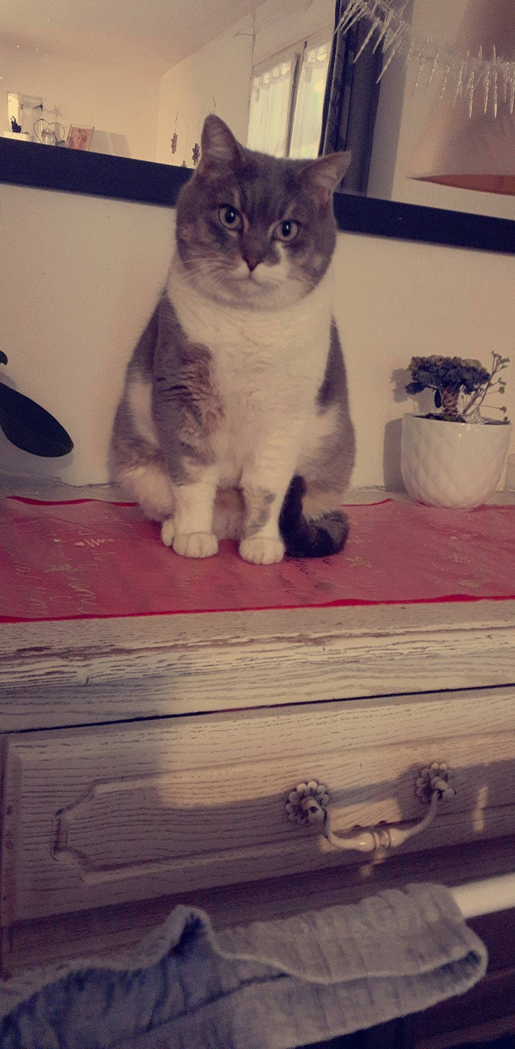 Joy participe au concours pour gagner de l'argent avec cette photo : carnivore, cat, comfort, domestic_short_haired_cat, door, eye, fawn, felidae, flooring, fur, glasses, hardwood, paw, small_to_medium_sized_cats, snout, tail, whiskers, window, wood, wood_stain