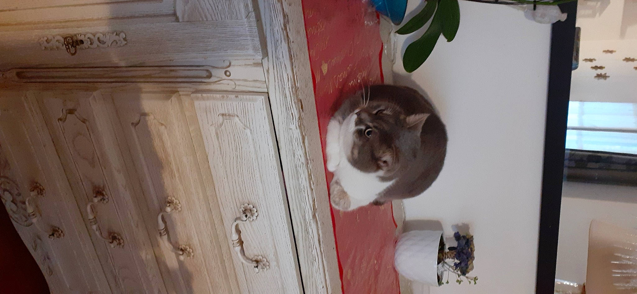 Joy participe au concours pour gagner de l'argent avec cette photo : cabinetry, carnivore, dead_bolt, domestic_short_haired_cat, door, door_handle, drawer, felidae, flowerpot, handle, hardwood, home_door, houseplant, plant, plywood, small_to_medium_sized_cats, tail, varnish, wood, wood_stain