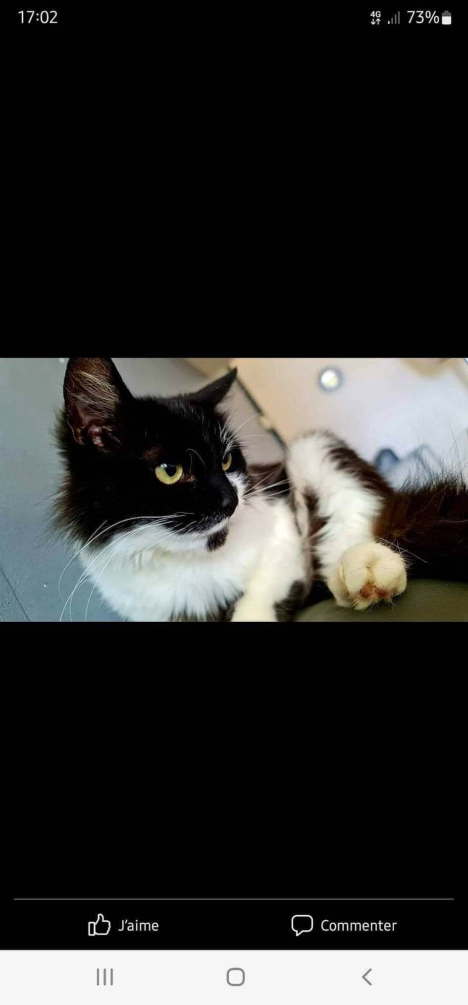 Nalla participe au concours pour gagner de l'argent avec cette photo : box, carnivore, cat, comfort, darkness, domestic_short_haired_cat, felidae, fur, monochrome_photography, paw, photo_caption, sitting, small_to_medium_sized_cats, snout, tail, whiskers, window