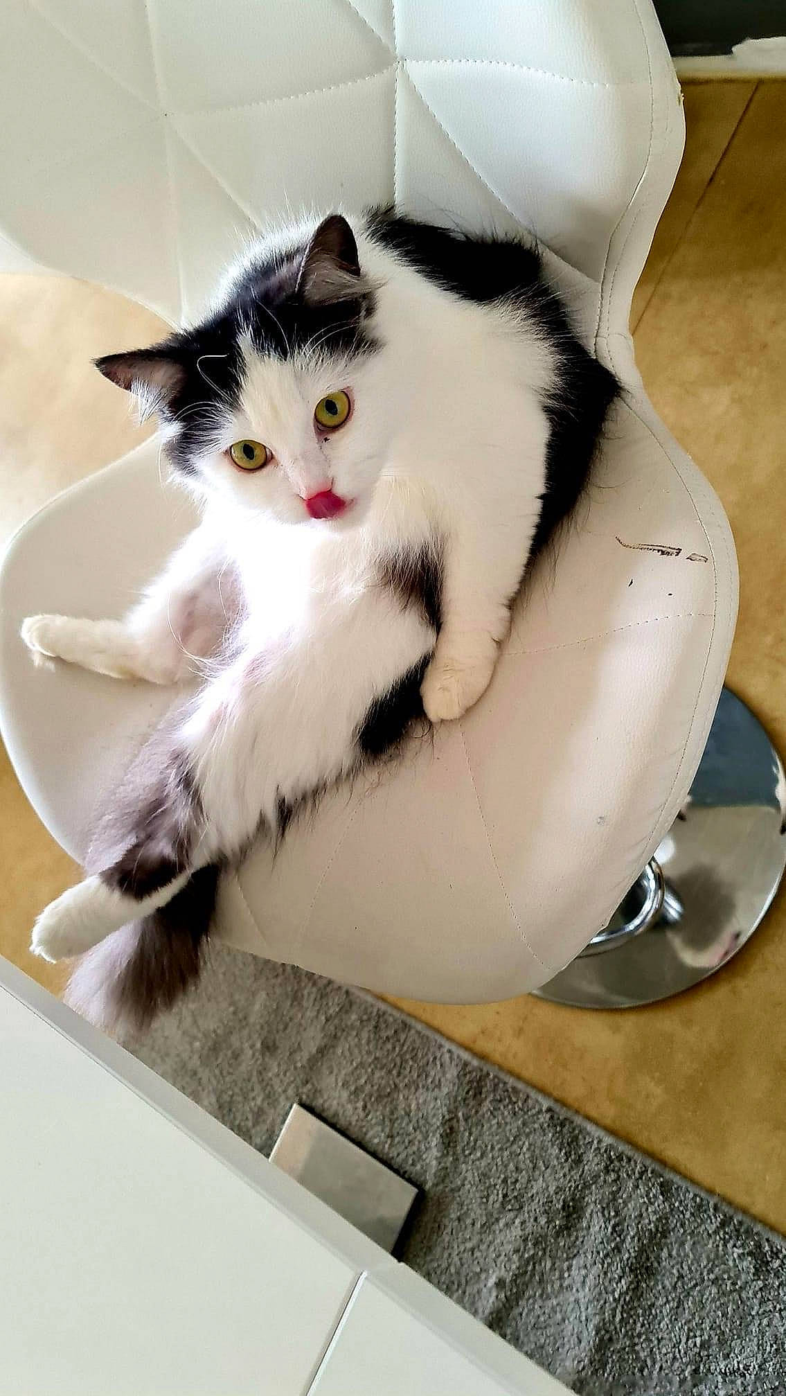 Nalla a rejoint le concours — aidez-le/la à gagner de superbes lots ! box, carnivore, cat, cat_furniture, cat_supply, claw, comfort, domestic_short_haired_cat, felidae, foot, fur, paw, pet_supply, rectangle, sitting, small_to_medium_sized_cats, snout, tail, whiskers, window