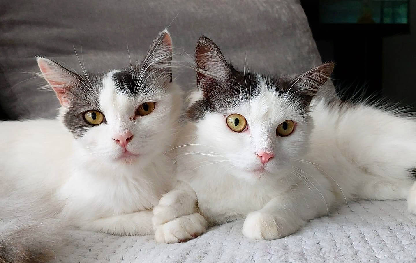 Nalla participe au concours pour gagner de l'argent avec cette photo : carnivore, cat, claw, domestic_short_haired_cat, felidae, fur, iris, paw, small_to_medium_sized_cats, snout, tail, whiskers, window