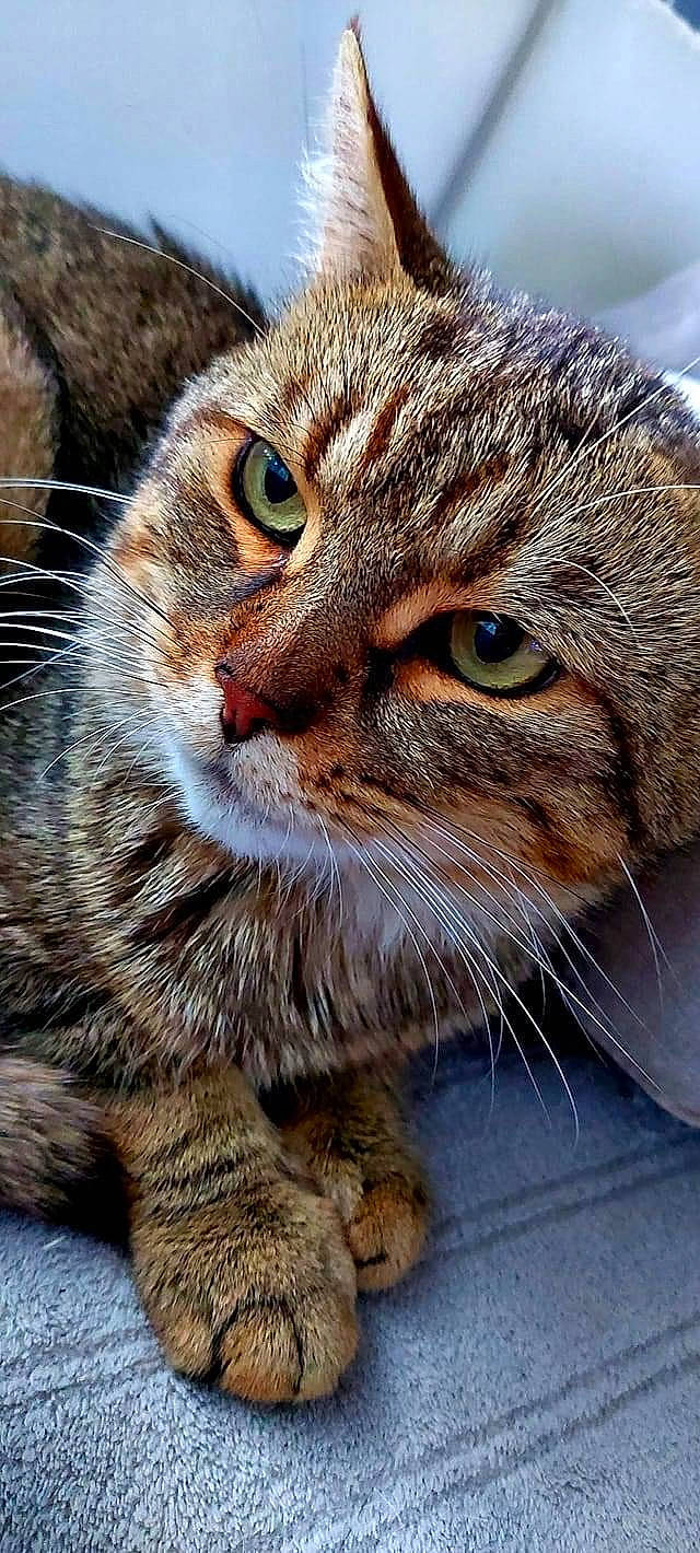 Nalla participe au concours pour gagner de l'argent avec cette photo : carnivore, cat, claw, domestic_short_haired_cat, eye, fawn, felidae, fur, grass, paw, photography, small_to_medium_sized_cats, snout, tail, terrestrial_animal, whiskers, wildlife, window, wood