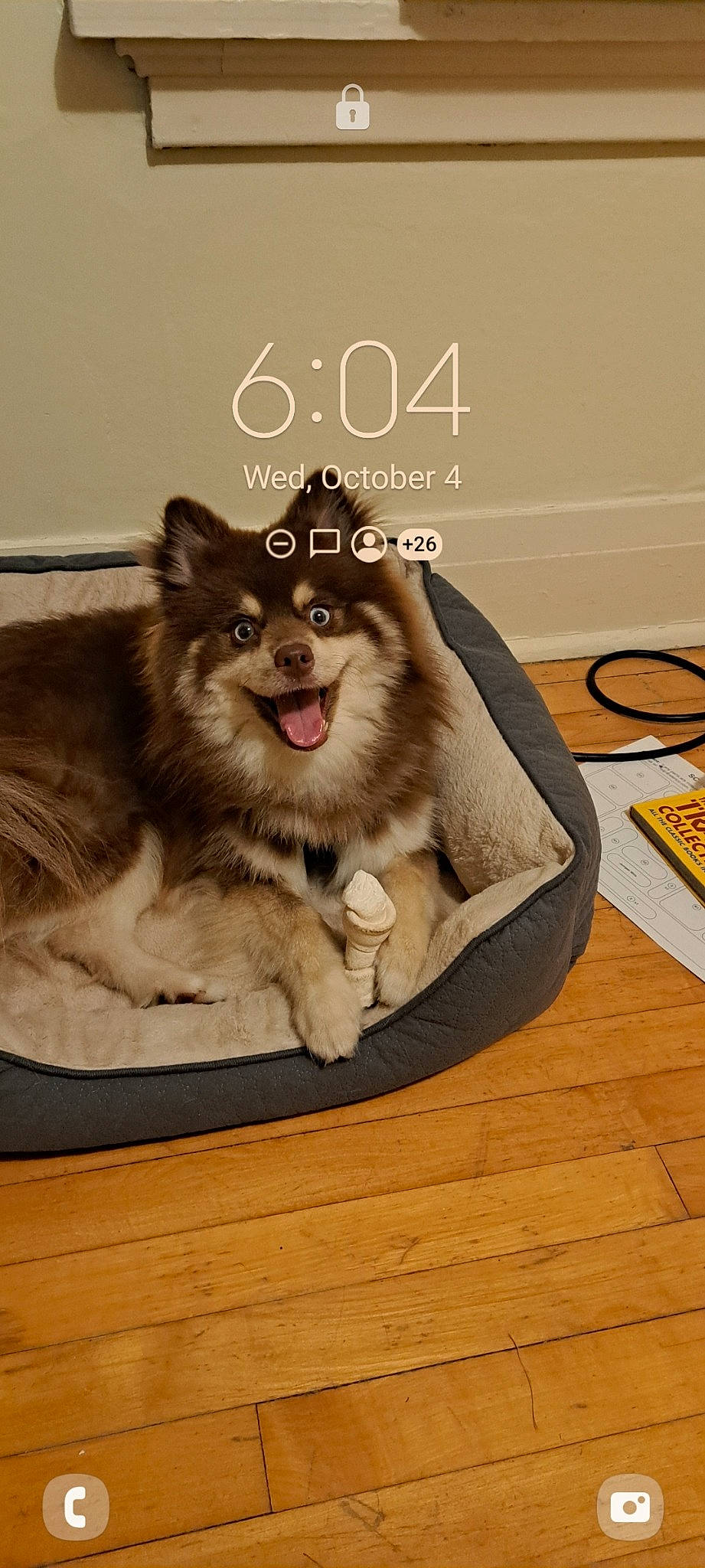 Miso is registered to the contest to win money with this photo: carnivore, companion_dog, dog, dog_breed, dog_supply, door, fang, flooring, font, fur, happy, hardwood, herding_dog, paw, photo_caption, smile, snout, table, whiskers, wood