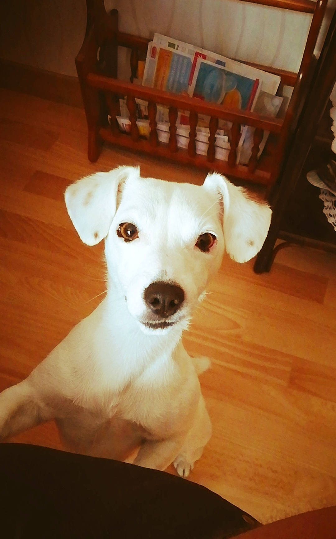 Neige a rejoint le concours — aidez-le/la à gagner de superbes lots ! carnivore, collar, companion_dog, dog, dog_breed, dog_collar, door, fawn, flooring, hardwood, pet_supply, plywood, tail, terrier, toy_dog, whiskers, wood, wood_flooring, wood_stain, working_animal