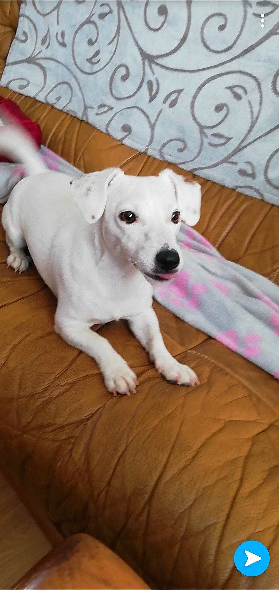 Neige participe au concours pour gagner de l'argent avec cette photo : canidae, carnivore, collar, comfort, companion_dog, dog, dog_breed, dog_supply, fawn, flooring, fur, hardwood, paw, pet_supply, snout, sporting_group, tail, whiskers, wood, working_animal