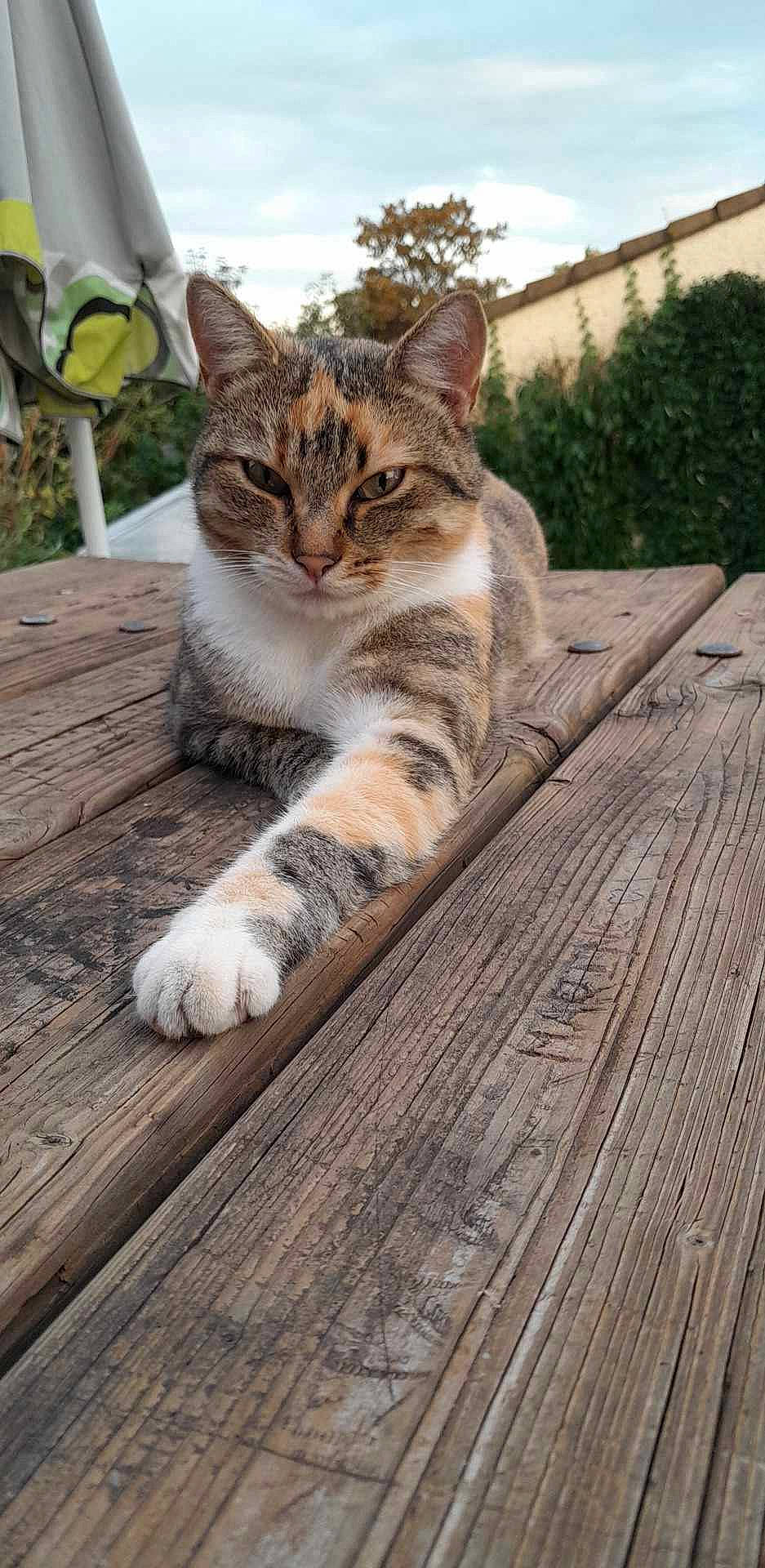 Mika participe au concours pour gagner de l'argent avec cette photo : carnivore, cat, comfort, domestic_short_haired_cat, felidae, flooring, fur, grass, hardwood, mammal, plank, sky, small_to_medium_sized_cats, snout, tail, terrestrial_animal, tree, vertebrate, whiskers, wood