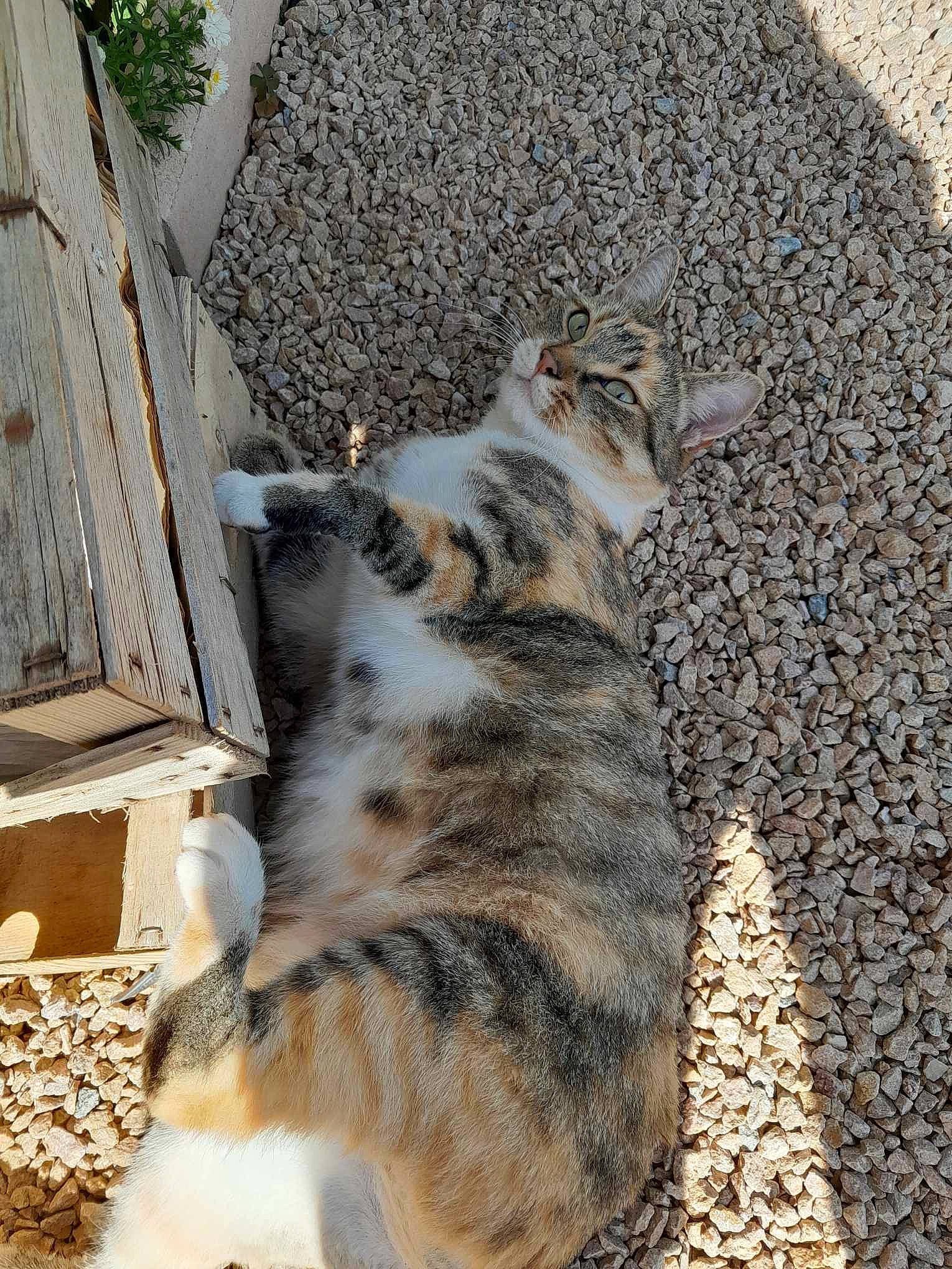 Mika participe au concours pour gagner de l'argent avec cette photo : carnivore, cat, claw, domestic_short_haired_cat, felidae, foot, fur, grass, paw, plant, small_to_medium_sized_cats, snout, soil, tail, terrestrial_animal, whiskers, wood