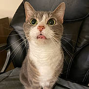 Chloe is registered to the contest to win money with this photo: alert, animal, cat, chair, close_up, curious, cute, domestic_cat, expression, feline, fur, indoor, pet, pink_nose, portrait, sitting, tabby, whiskers, white_paws, wide_eyes