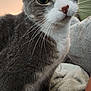 Chloe joined the competition — help win amazing prizes! animal, blanket, cat, close_up, cozy, curious, cute, domestic_cat, eyes, face, feline, fur, gray_cat, indoor, mammal, pet, portrait, soft, whiskers, white_fur