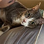 Chloe is registered to the contest to win money with this photo: animal, cat, closeup, comfort, cozy, ears, face, gray_cat, green_eyes, hand, indoor, lamp, pet, petting, relaxation, resting, soft_surface, warm_light, whiskers, white_fur