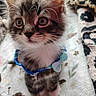 Porkchop joined the competition — help win amazing prizes! animal, blanket, blue_collar, cat, closeup, collar, curious, cute, domestic_cat, feline, fluffy, indoor, kitten, pet, sitting, small, soft, tabby, whiskers, young