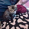 Porkchop is registered to the contest to win money with this photo: animal, blanket, cat, closeup, comfort, cozy, cute, cute_animal, domestic, fur, furry, indoor, kitten, mammal, pattern, pet, resting, small, soft, young