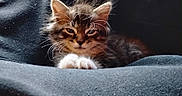 Porkchop joined the competition — help win amazing prizes! animal, black_background, cat, closeup, cozy, cute, domestic, feline, fluffy, fur, indoors, kitten, paws, pet, resting, sleepy, small, soft, whiskers, young