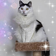 Achille participe au concours pour gagner de l'argent avec cette photo : cat, fluffy_cat, white_cat, black_and_white, longhaired, pet, animal, portrait, sitting, cat_tree, scratching_post, indoors, sparkles, bokeh, pink_lighting, glowing_lights, fur, whiskers, yellow_eyes, text_overlay