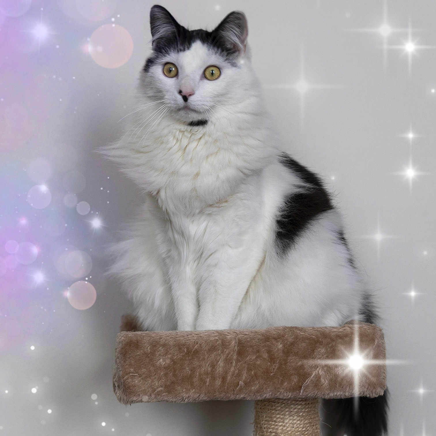Achille
