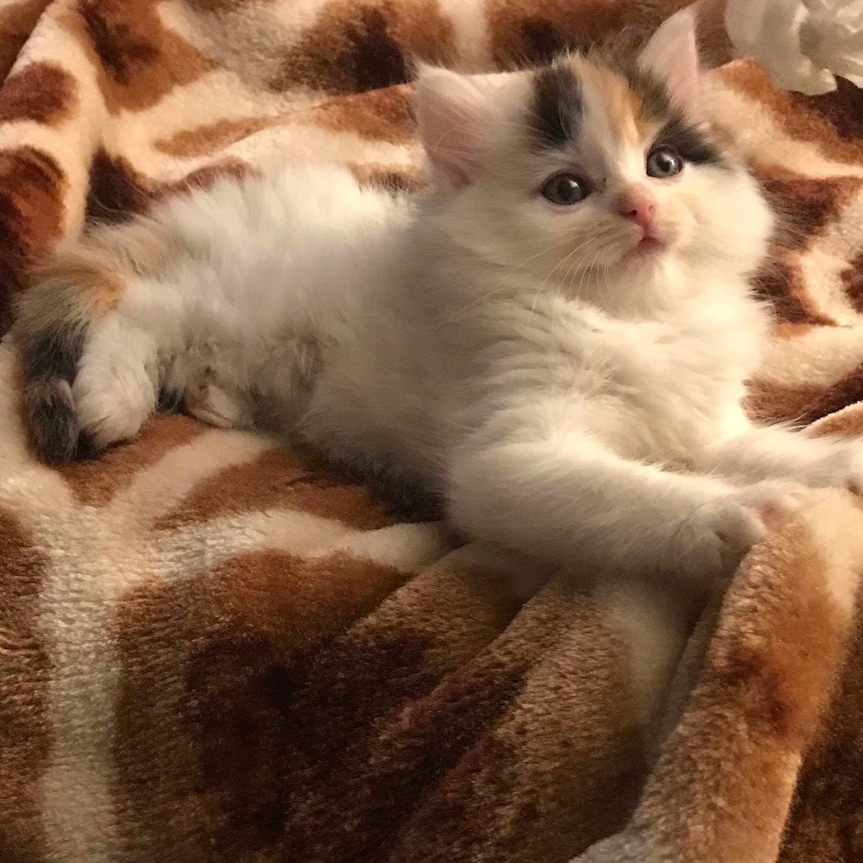 Eve is registered to the contest to win money with this photo: american_curl, american_wirehair, asian, british_semi_longhair, carnivore, cat, domestic_short_haired_cat, european_shorthair, eye, fawn, felidae, fur, kitten, mammal, munchkin, polydactyl_cat, ragdoll, small_to_medium_sized_cats, vertebrate, whiskers