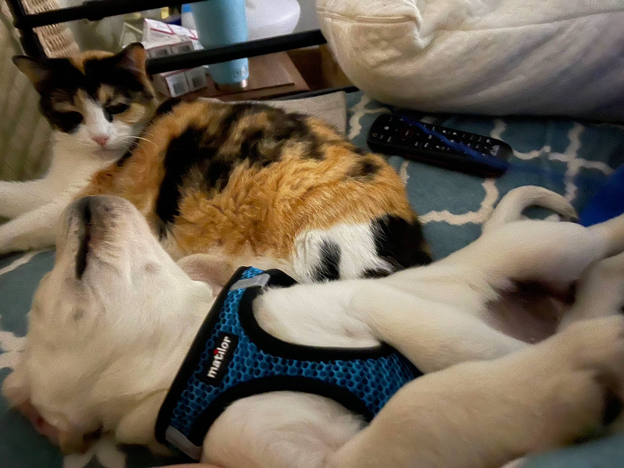 Molly is registered to the contest to win money with this photo: carnivore, cat, comfort, companion_dog, couch, domestic_short_haired_cat, felidae, foot, fur, human_leg, lap, mammal, paw, room, small_to_medium_sized_cats, tail, thigh, vertebrate, whiskers, wrist