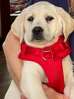 Molly joined the competition — help win amazing prizes! canidae, carnivore, collar, companion_dog, dog, dog_breed, dog_collar, dog_supply, fashion_accessory, fawn, fur, labrador_retriever, pet_supply, snout, sporting_group, whiskers, working_animal