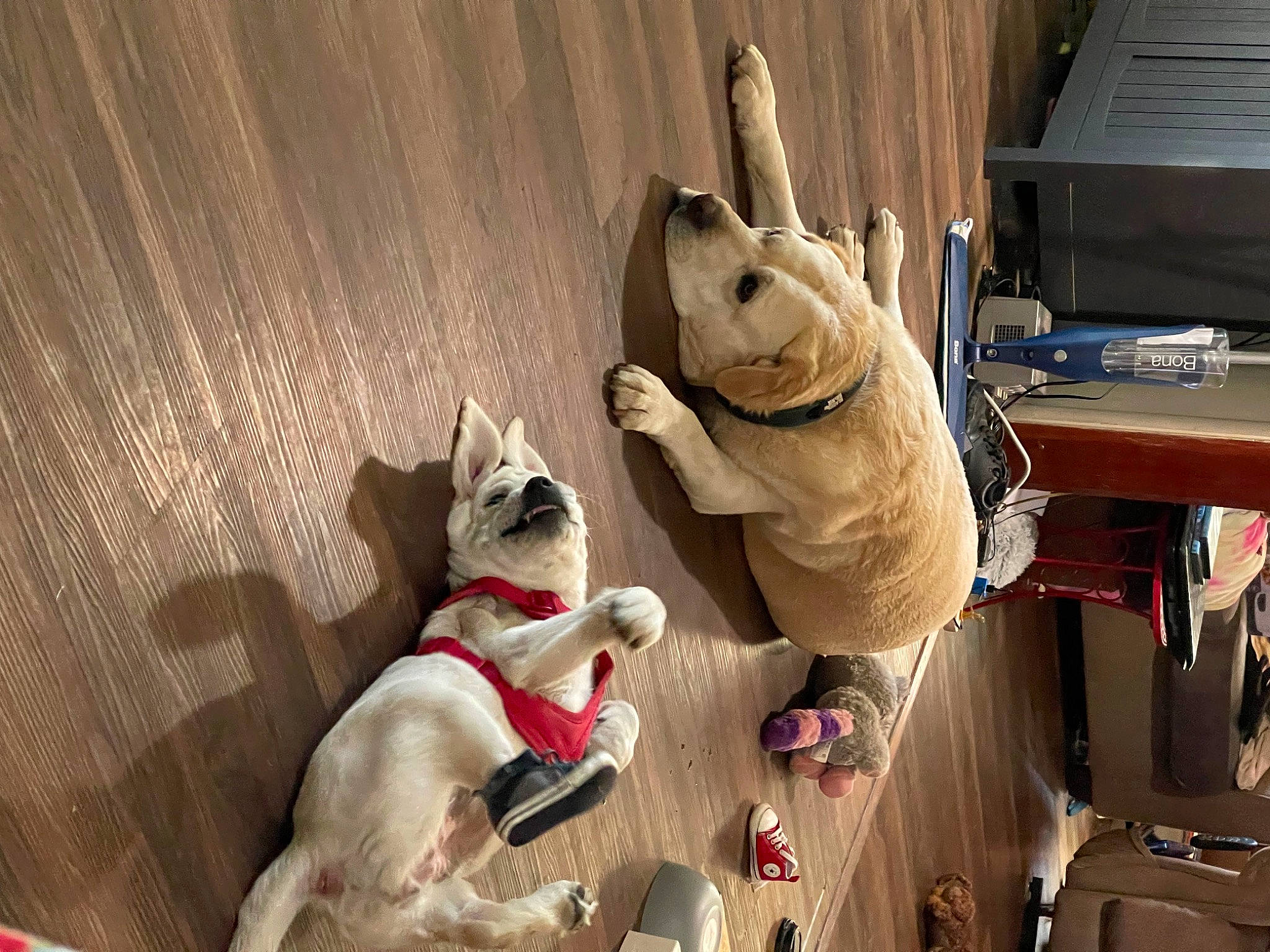 Molly joined the competition — help win amazing prizes! canidae, carmine, carnivore, collar, companion_dog, dog, dog_breed, fawn, felidae, flooring, fur, hardwood, small_to_medium_sized_cats, snout, sporting_group, stuffed_toy, tail, whiskers, wood, working_animal