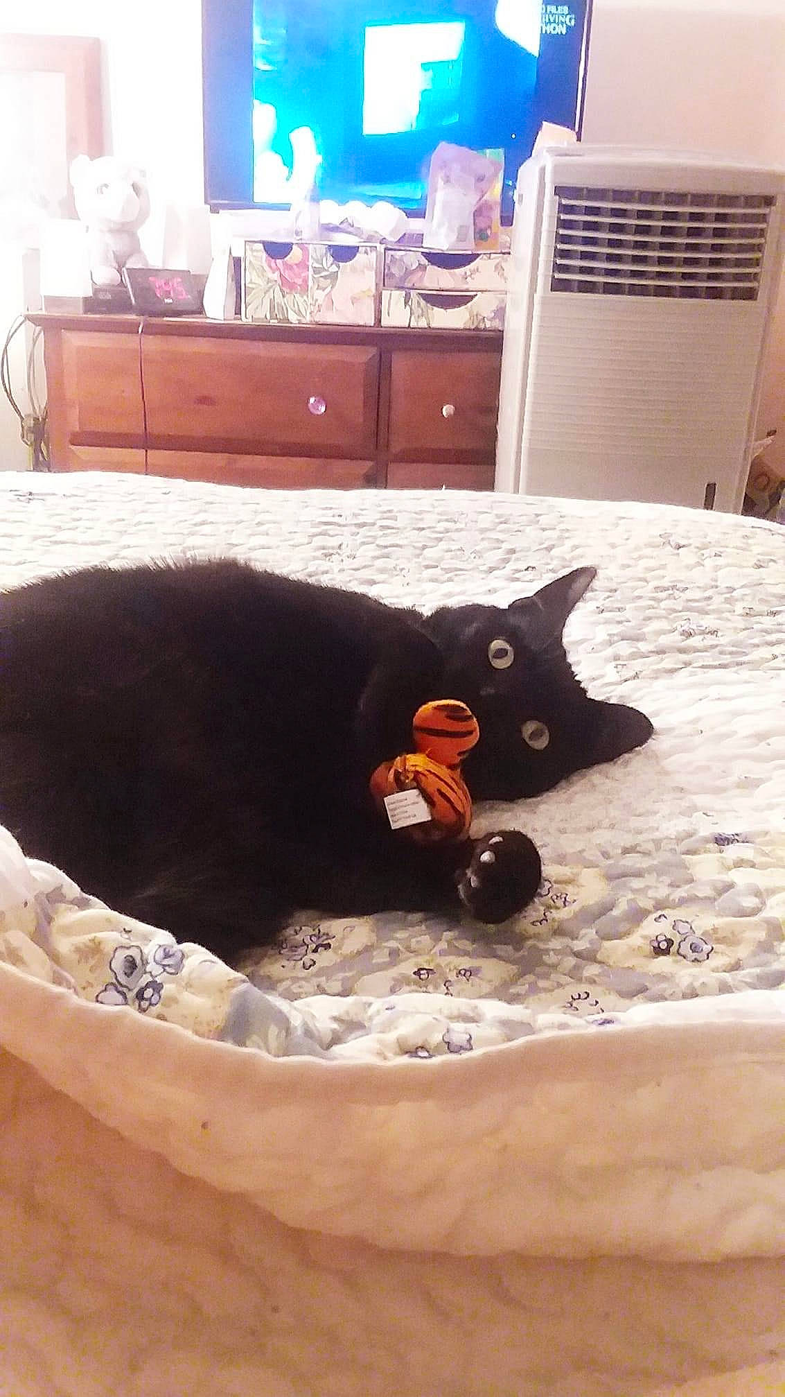 Mystic joined the competition — help win amazing prizes! bed, bedding, black, brown, cabinetry, carnivore, cat, chest_of_drawers, comfort, drawer, felidae, floor, flooring, grey, hardwood, interior_design, linens, mammal, small_to_medium_sized_cats, wood