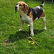 Iron a rejoint le concours — aidez-le/la à gagner de superbes lots ! alert, animal, beagle, canine, daytime, dog, domestic, ears, grass, greenery, mammal, nature, outdoor, pet, playful, stick, summer, sunlight, tail, walking