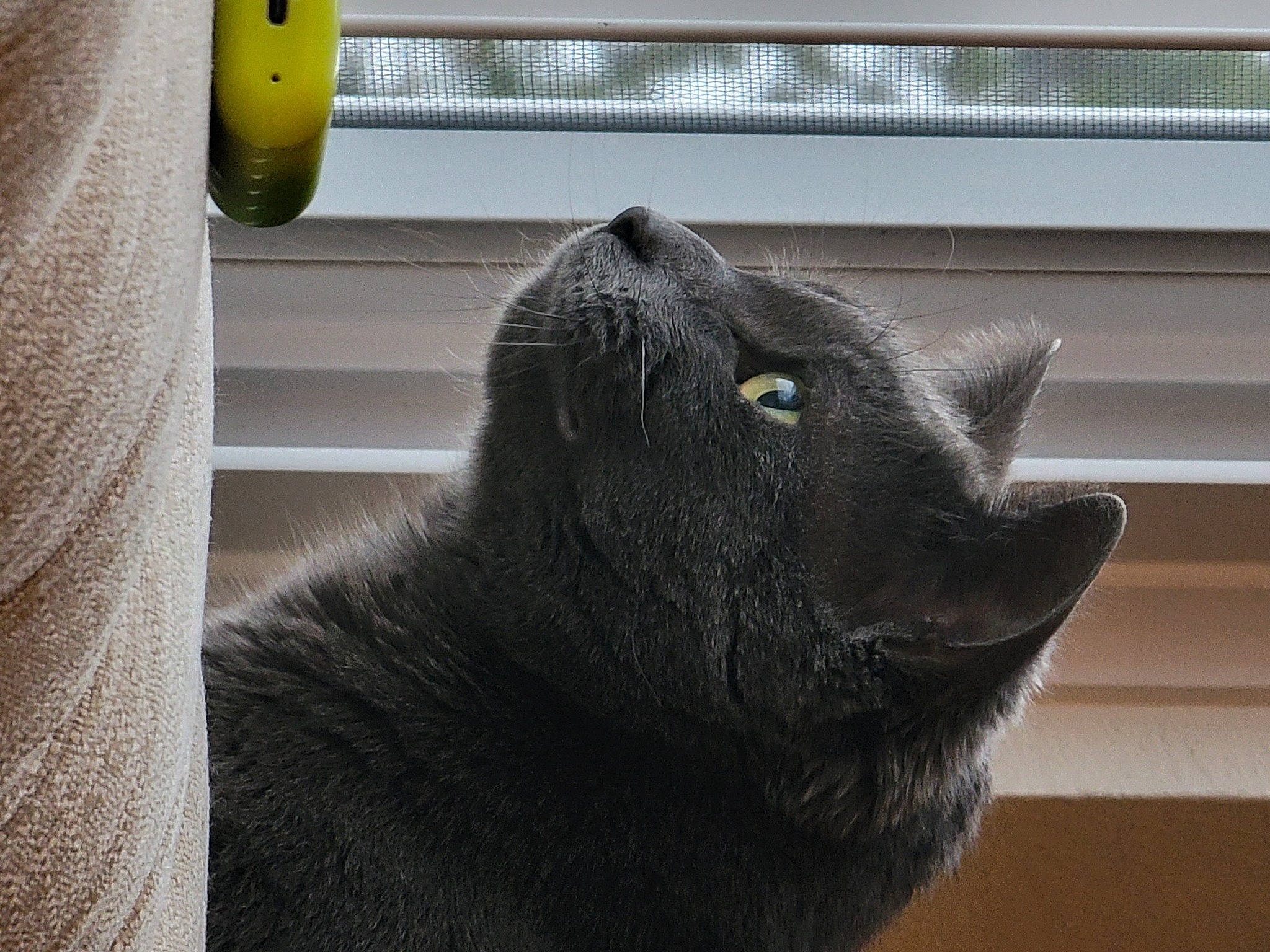 Kairi is registered to the contest to win money with this photo: black_cat, bombay, carnivore, cat, claw, domestic_short_haired_cat, eye, felidae, fur, grey, paw, room, russian_blue, small_to_medium_sized_cats, snout, tail, terrestrial_animal, whiskers, window, wood