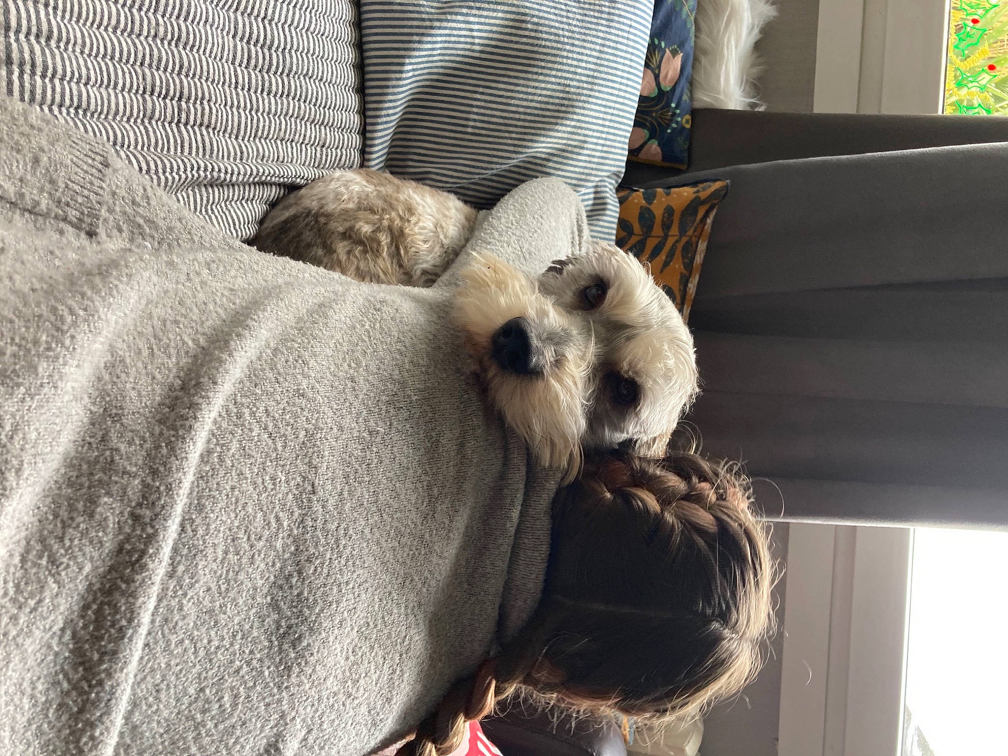 Nelson a rejoint le concours — aidez-le/la à gagner de superbes lots ! comfort, companion_dog, couch, dog_breed, ear, elbow, fawn, felidae, fur, grey, linens, small_to_medium_sized_cats, snout, sporting_group, tail, terrestrial_animal, whiskers, window, wood, wool