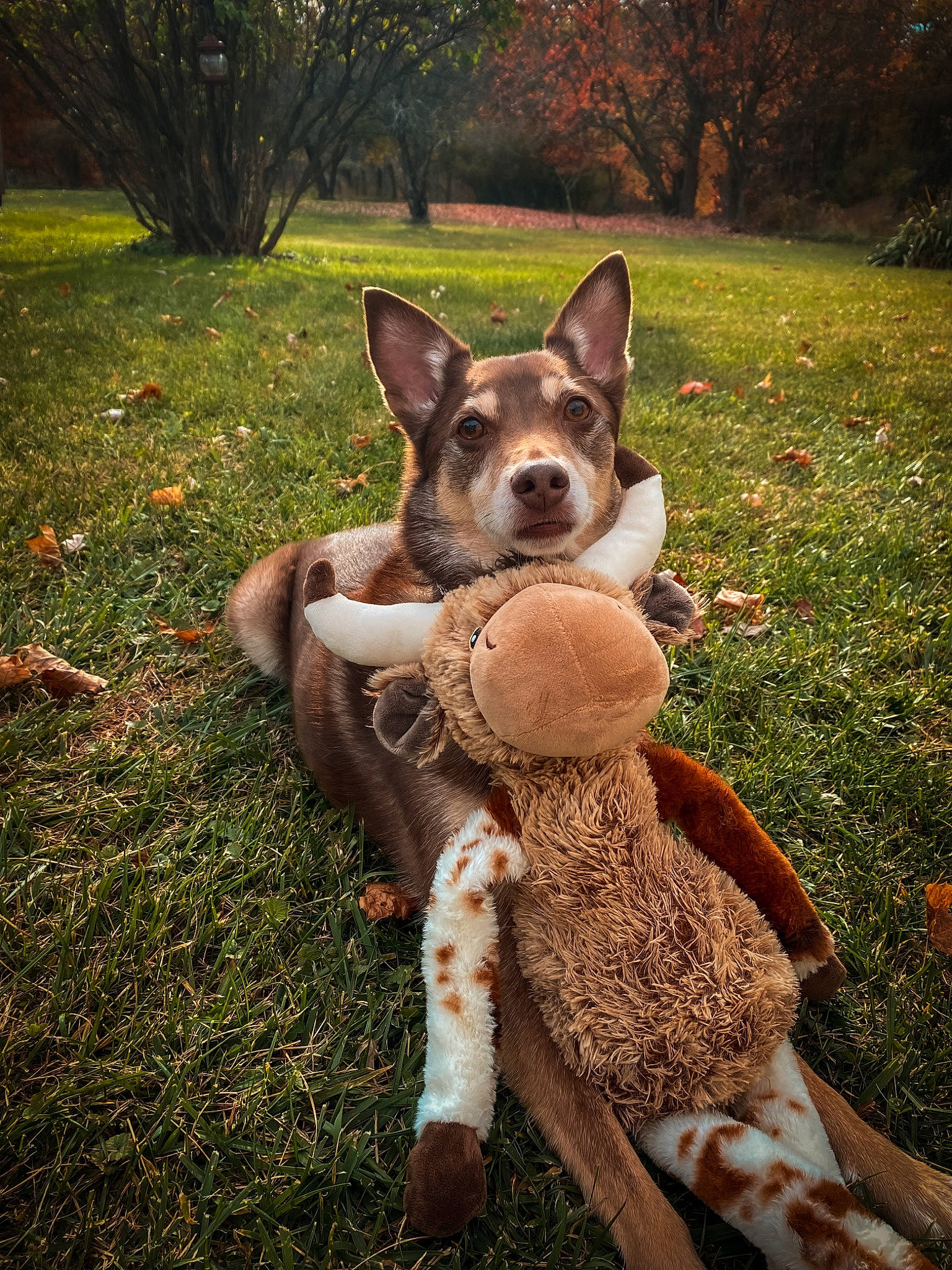 Murray is registered to the contest to win money with this photo: canidae, carnivore, companion_dog, dog, dog_breed, ear, eye, fawn, grass, mammal, plant, snout, sporting_group, stuffed_toy, tail, terrestrial_animal, tree, vertebrate, whiskers, working_animal