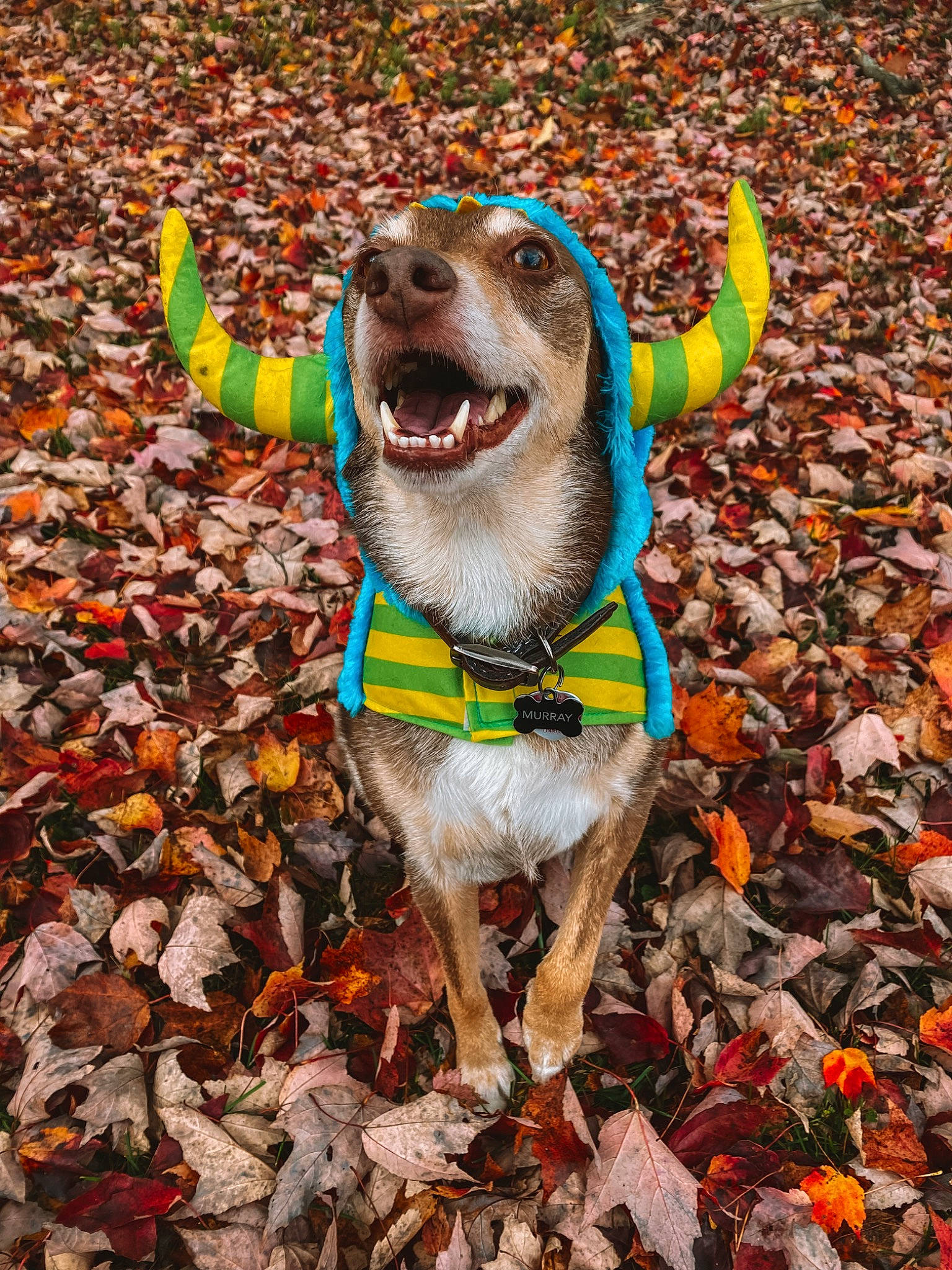 Murray is registered to the contest to win money with this photo: canidae, carnivore, collar, companion_dog, dog, dog_breed, dog_clothes, dog_collar, dog_supply, fashion_accessory, fawn, happy, leaf, leash, snout, soil, sporting_group, tail, wood, working_animal