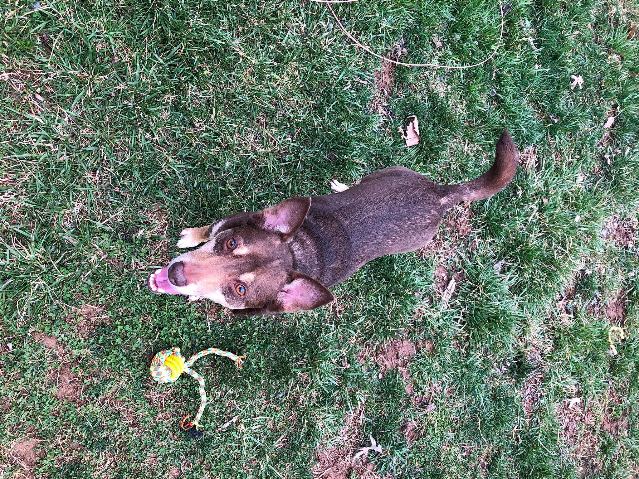 Murray is registered to the contest to win money with this photo: canidae, carnivore, dog, dog_breed, fawn, grass, groundcover, herbaceous_plant, liver, plant, tail, terrestrial_animal, working_animal