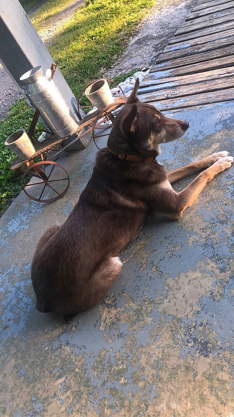 Murray joined the competition — help win amazing prizes! asphalt, canidae, carnivore, dog, dog_breed, fawn, fur, german_shepherd_dog, grass, guard_dog, liver, pet_supply, plant, road_surface, snout, sporting_group, tail, terrestrial_animal, wood, working_animal