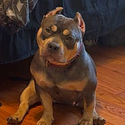Cocoa is registered to the contest to win money with this photo: dog, indoor, wooden_floor, bed, curtain, pet, canine, sitting, brown, muscular, short_legs, collar, floor, furniture, home, animal, cute, portrait, looking, domestic