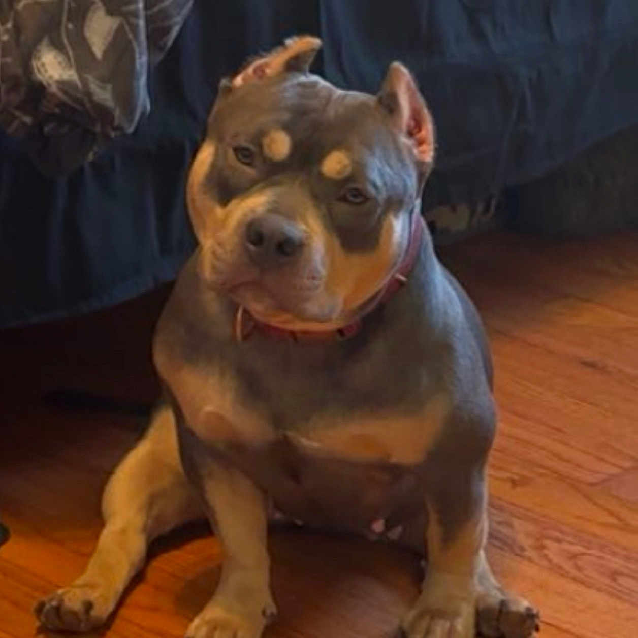 Cocoa is registered to the contest to win money with this photo: dog, indoor, wooden_floor, bed, curtain, pet, canine, sitting, brown, muscular, short_legs, collar, floor, furniture, home, animal, cute, portrait, looking, domestic