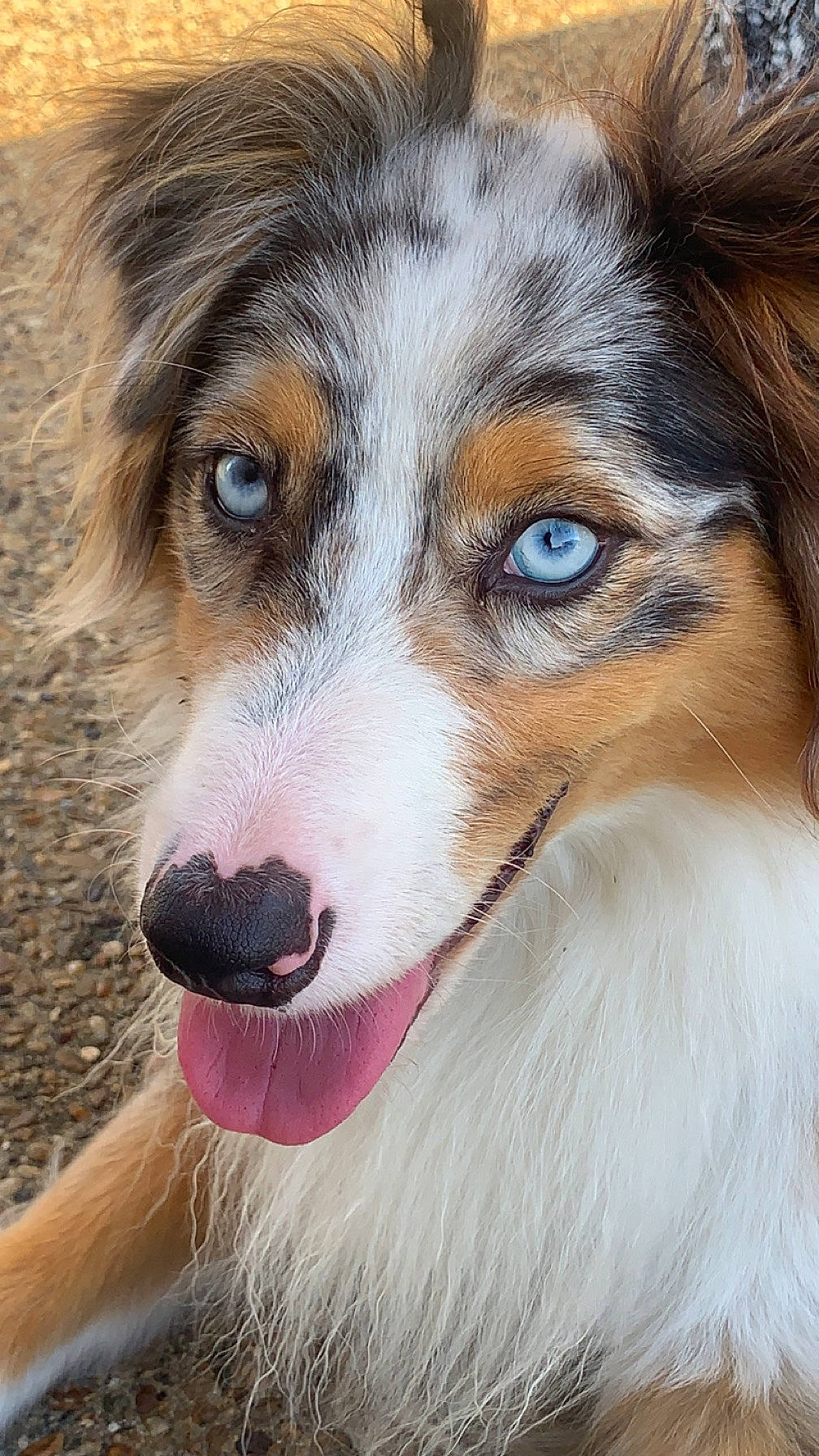 Syscka participe au concours pour gagner de l'argent avec cette photo : art, carnivore, close_up, companion_dog, dog, dog_breed, eye, fur, head, herding_dog, human_body, iris, plant, scotch_collie, snout, sporting_group, terrestrial_animal, whiskers, working_animal, working_dog