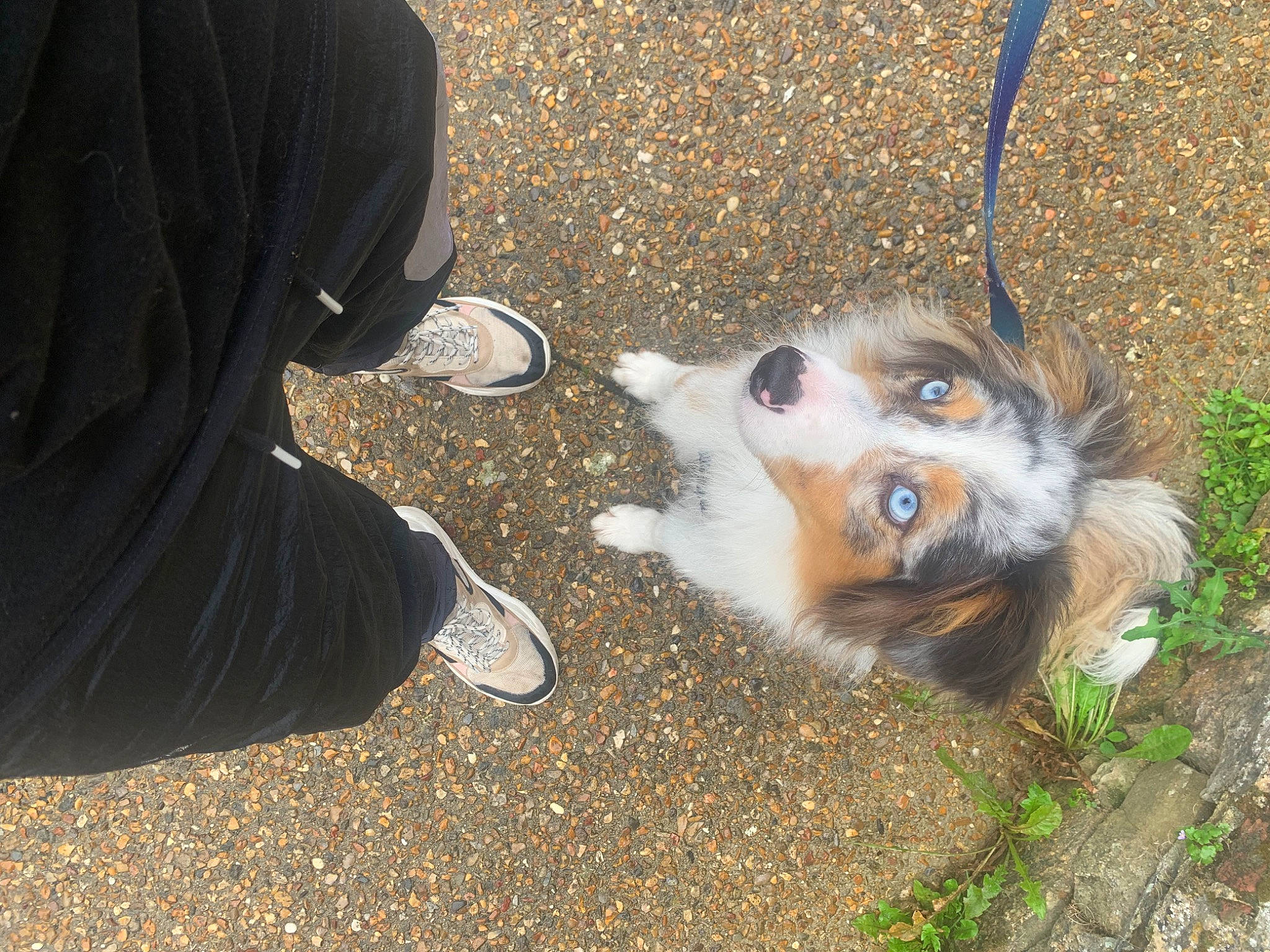 Syscka a rejoint le concours — aidez-le/la à gagner de superbes lots ! asphalt, canidae, carnivore, companion_dog, dog, dog_breed, fashion_accessory, fawn, fur, grass, leash, road_surface, shadow, sidewalk, snout, soil, sporting_group, tail, toy_dog, whiskers