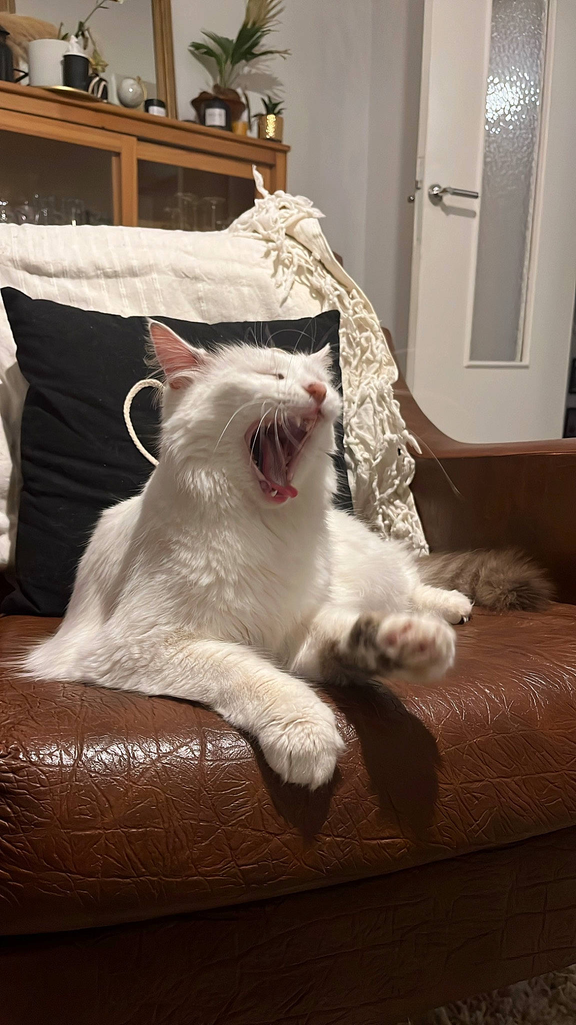 Grisette a rejoint le concours — aidez-le/la à gagner de superbes lots ! bedding, box, carnivore, cat, comfort, companion_dog, door, felidae, flooring, foot, fur, grey, home_accessories, linens, paw, room, small_to_medium_sized_cats, snout, tail, whiskers