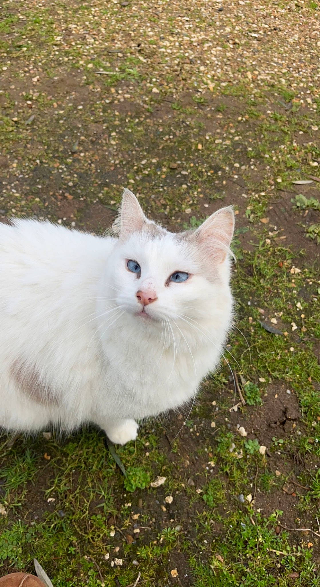 Grisette participe au concours pour gagner de l'argent avec cette photo : carnivore, cat, felidae, fur, grass, herbaceous_plant, plant, small_to_medium_sized_cats, snout, tail, terrestrial_animal, vehicle_registration_plate, whiskers
