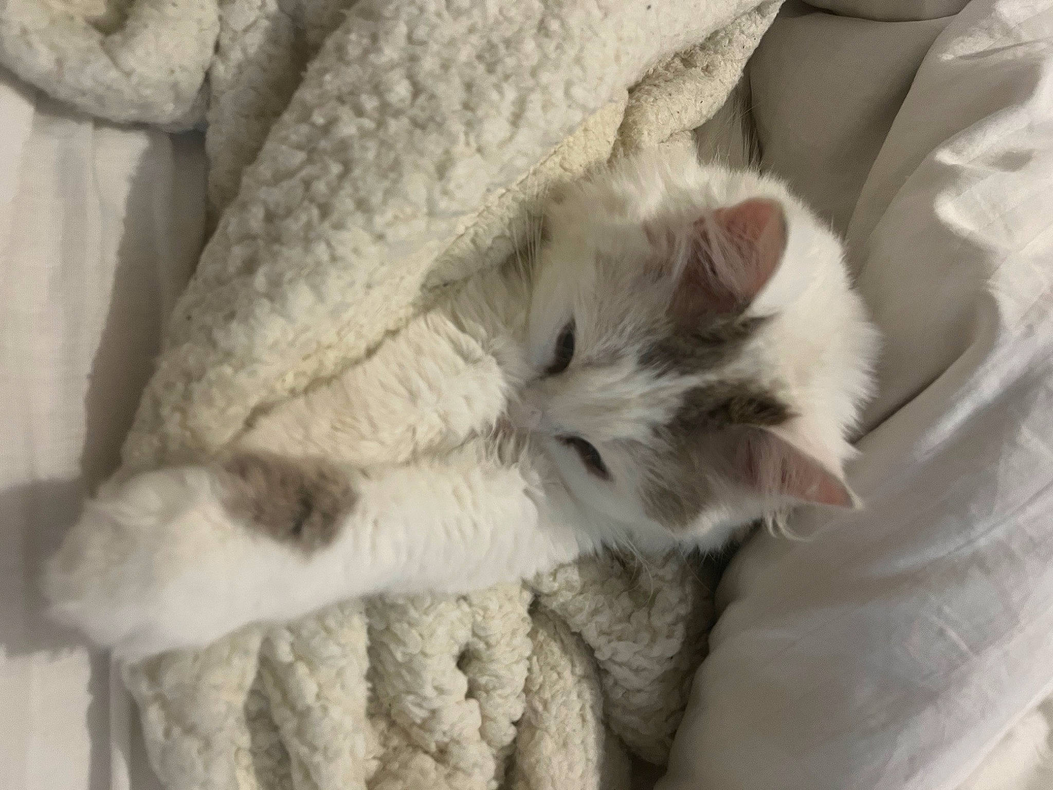 Grisette participe au concours pour gagner de l'argent avec cette photo : carnivore, cat, claw, comfort, domestic_short_haired_cat, felidae, fur, linens, pattern, paw, small_to_medium_sized_cats, snout, tail, whiskers, wool, woven_fabric