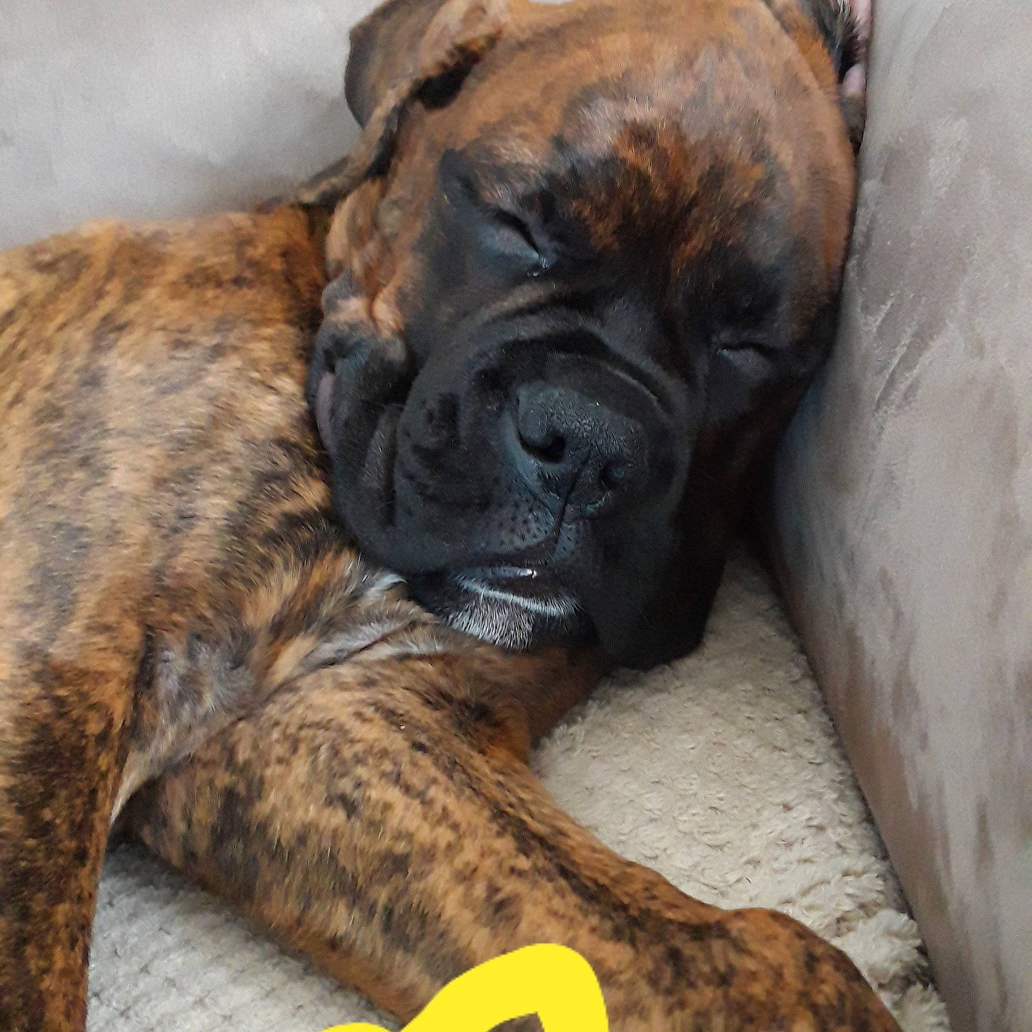 Pongo a rejoint le concours — aidez-le/la à gagner de superbes lots ! alano_espanol, alaunt, boerboel, boxer, bullmastiff, canidae, carnivore, dog, dog_breed, english_mastiff, fila_brasileiro, giant_dog_breed, korean_mastiff, mammal, molosser, old_english_bulldog, perro_de_presa_canario, perro_de_presa_mallorquin, snout, vertebrate