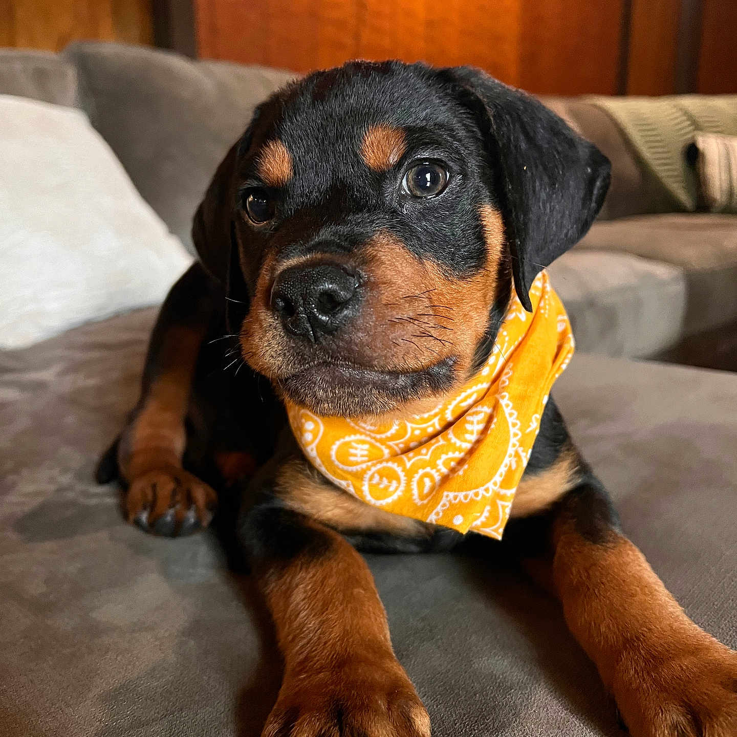 Bear is registered to the contest to win money with this photo: accessories, animal, architecture, bandana, beagle, building, bulldog, canine, couch, dog, formalwear, furniture, headband, hound, indoors, livingroom, pet, puppy, room, tie
