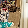 armchair, blanket, cat, cozy, curtains, feline, furniture, home_decor, indoor, nap, pattern, pet, photo_collage, pillow, relaxing, resting, snowflake_pattern, tabby_cat, textile, window_light