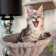 Almaz participe au concours pour gagner de l'argent avec cette photo : kitten, cat, cat_hammock, cat_tree, indoor, plush, gray_tabby, feline, yawning, meowing, lamp, silver, modern, home, pet, fur, cute, animal, living_room, cozy