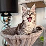 kitten, cat, cat_hammock, cat_tree, indoor, plush, gray_tabby, feline, yawning, meowing, lamp, silver, modern, home, pet, fur, cute, animal, living_room, cozy