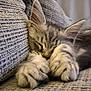 Almaz participe au concours pour gagner de l'argent avec cette photo : adorable, closeup, comfort, cozy, cushion, cute, feline, furry, home, indoor, kitten, nap, paws, pet, relaxation, resting, sleeping, soft, tabby, texture