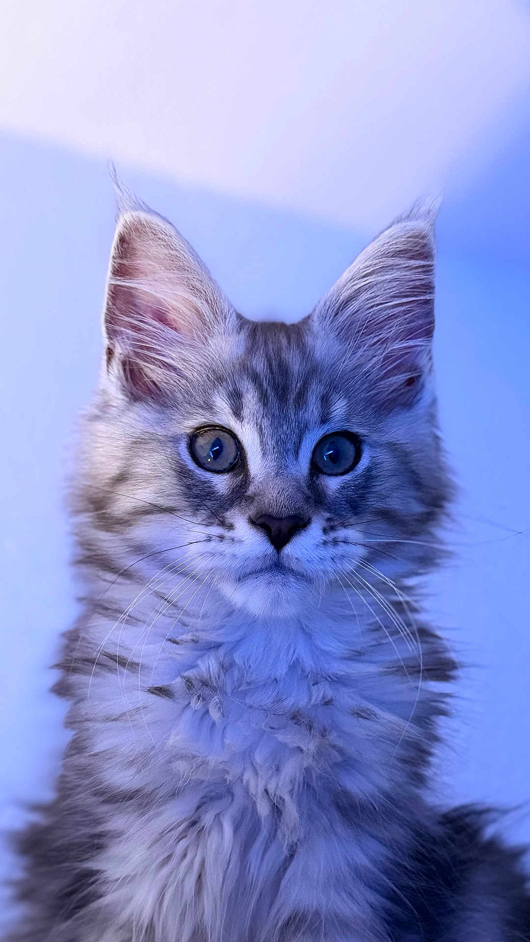 Almaz participe au concours pour gagner de l'argent avec cette photo : cat, kitten, fluffy, portrait, indoor, close_up, feline, whiskers, ears, eyes, fur, cute, animal, pet, young, mammal, looking, soft_light, blue_tone, adorable