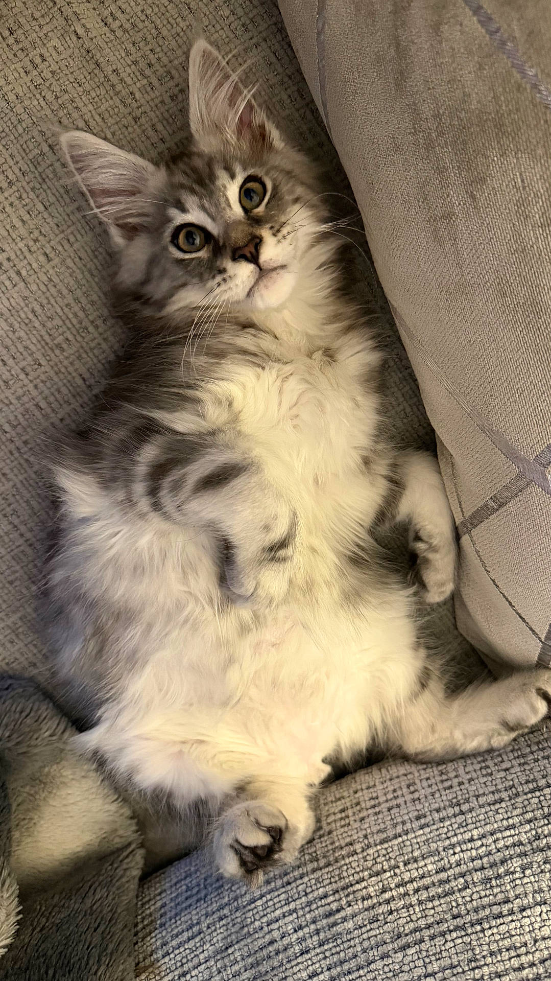 cat, couch, cozy, curious, cute, fluffy, fur, furniture, gray, home, indoor, kitten, lying_down, paw, pets, relaxed, soft, whiskers, white, young