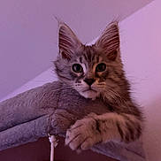 Almaz a rejoint le concours — aidez-le/la à gagner de superbes lots ! animal, cat, cat_tree, claws, curious, cute, ears, feline, fur, house, indoor, kitten, paws, pet, portrait, purple_light, resting, tabby, whiskers, young