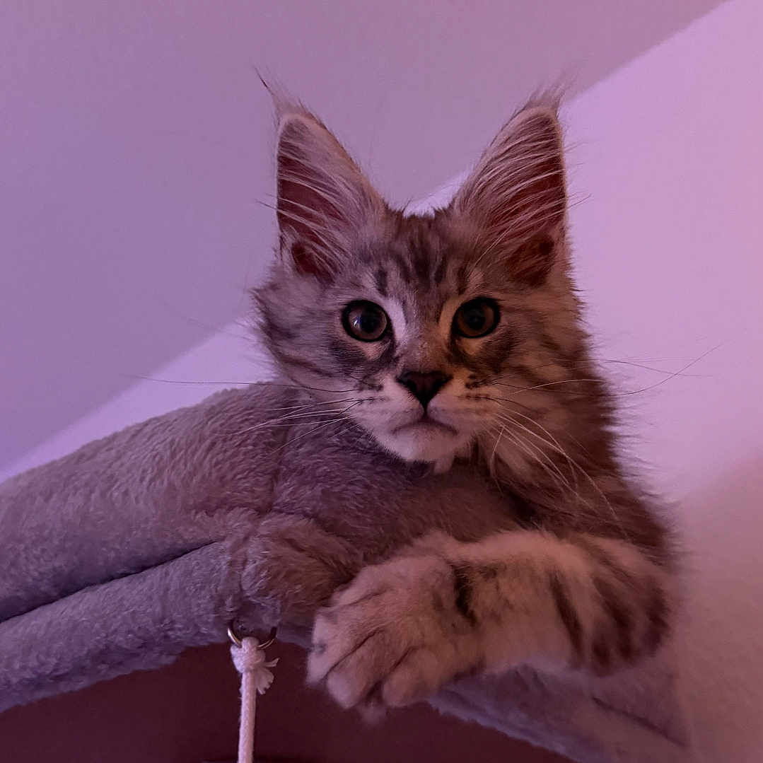 Almaz a rejoint le concours — aidez-le/la à gagner de superbes lots ! animal, cat, cat_tree, claws, curious, cute, ears, feline, fur, house, indoor, kitten, paws, pet, portrait, purple_light, resting, tabby, whiskers, young